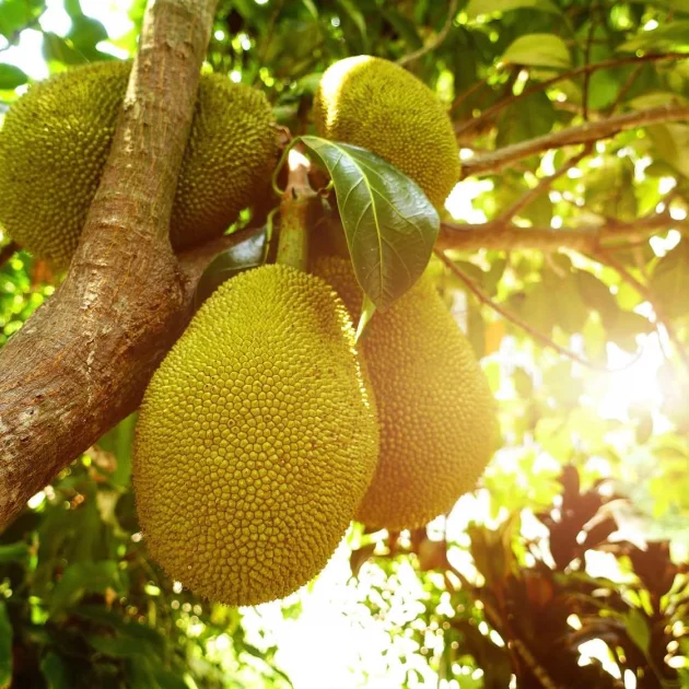 Guide to jackfruit