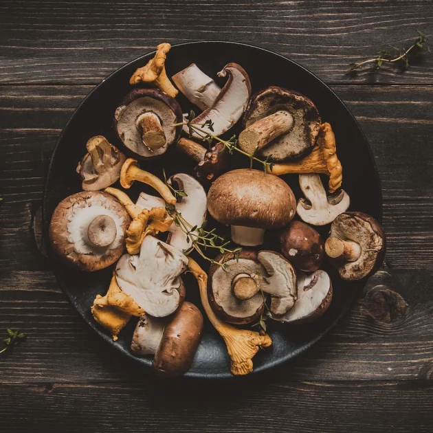 UN GUIDE SUR LES CHAMPIGNONS